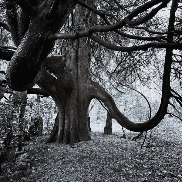an old tree with long, swirling branches stands tall overlooking a few graves. The way one of the branches attaches itself to the trunk looks similar to an elephant's head