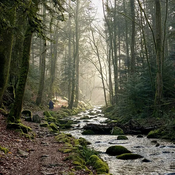 pictures from the walk along the waterfall (geroldsau)