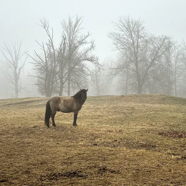 A horse is standing in yellowed grass, while foggy trees are visible in the background