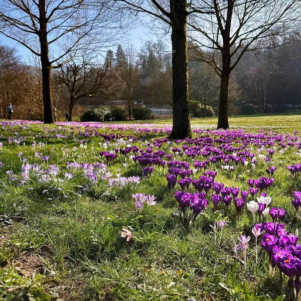 crocuses in baden-baden