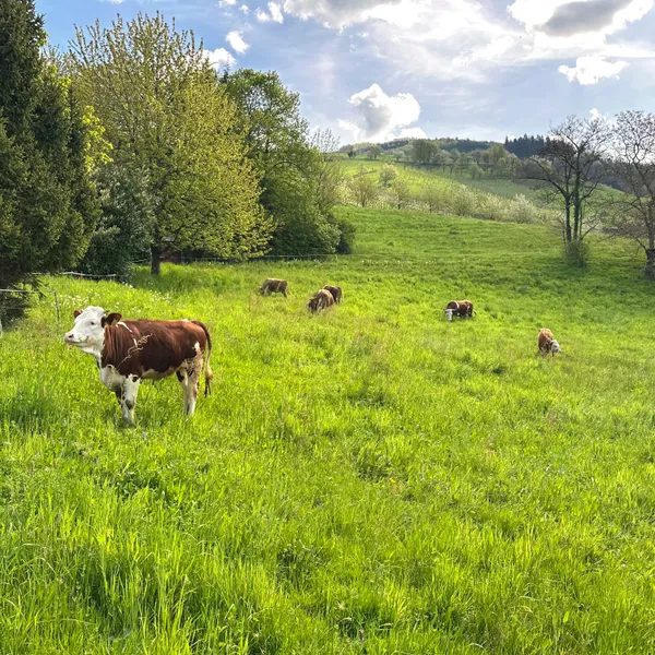 happycows