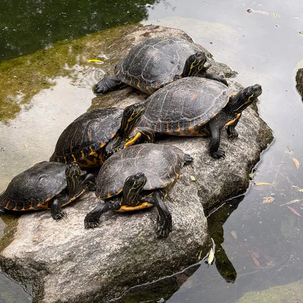 turtle huddle