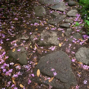 walking near geroldsau waterfalls